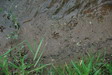 Raccoon tracks in stream bank